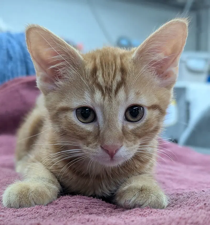 Kitten Fin, a male kitten up for adoption