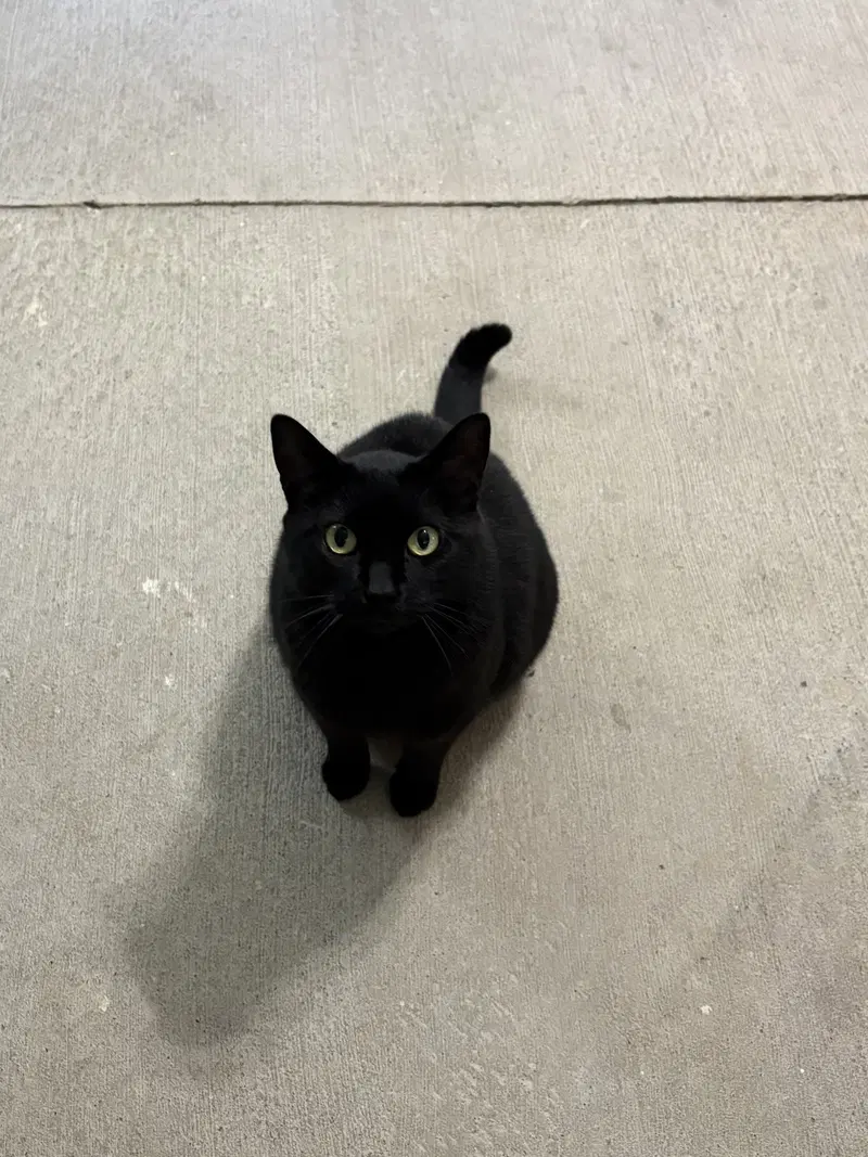 Jett, an adult male cat up for adoption