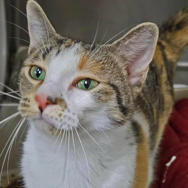 Joei, an adult female cat up for adoption