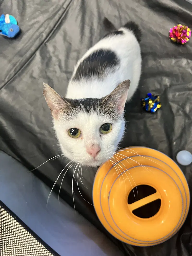 Mitzy, a young female cat up for adoption