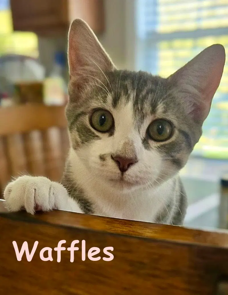 Waffles, a young male Tabby cat up for adoption
