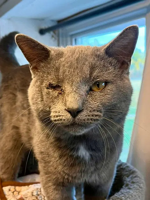 Smokey, an adult male cat up for adoption