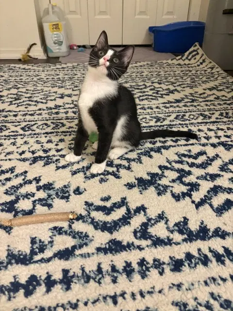 Yang, photo 6