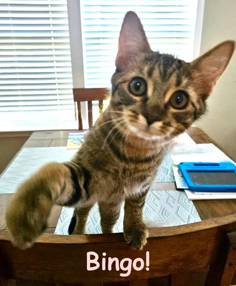 Bingo, a young female Tabby cat up for adoption