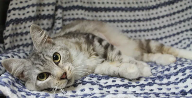 Willow, an adult female cat up for adoption