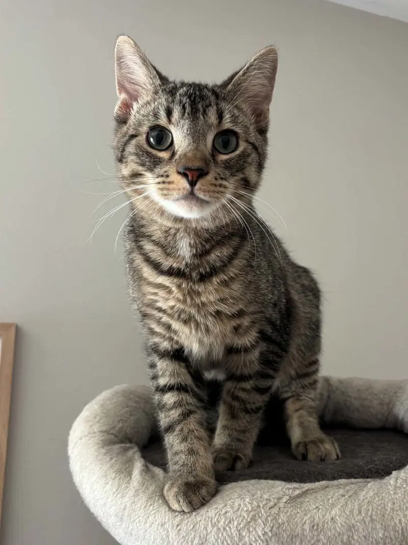 Wasabi, a male kitten up for adoption