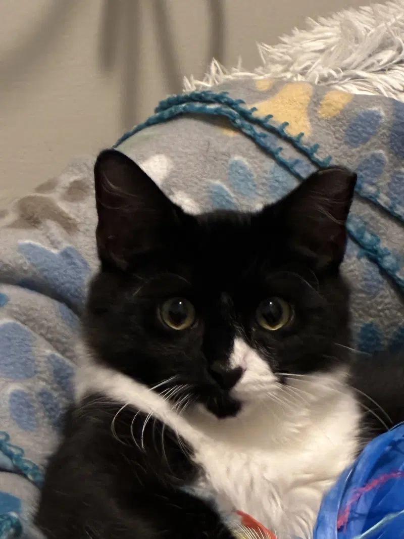 Elton, a male kitten up for adoption