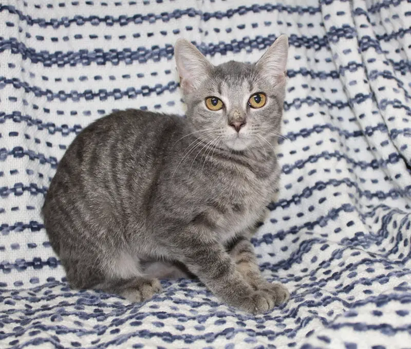Topaz, a female kitten up for adoption