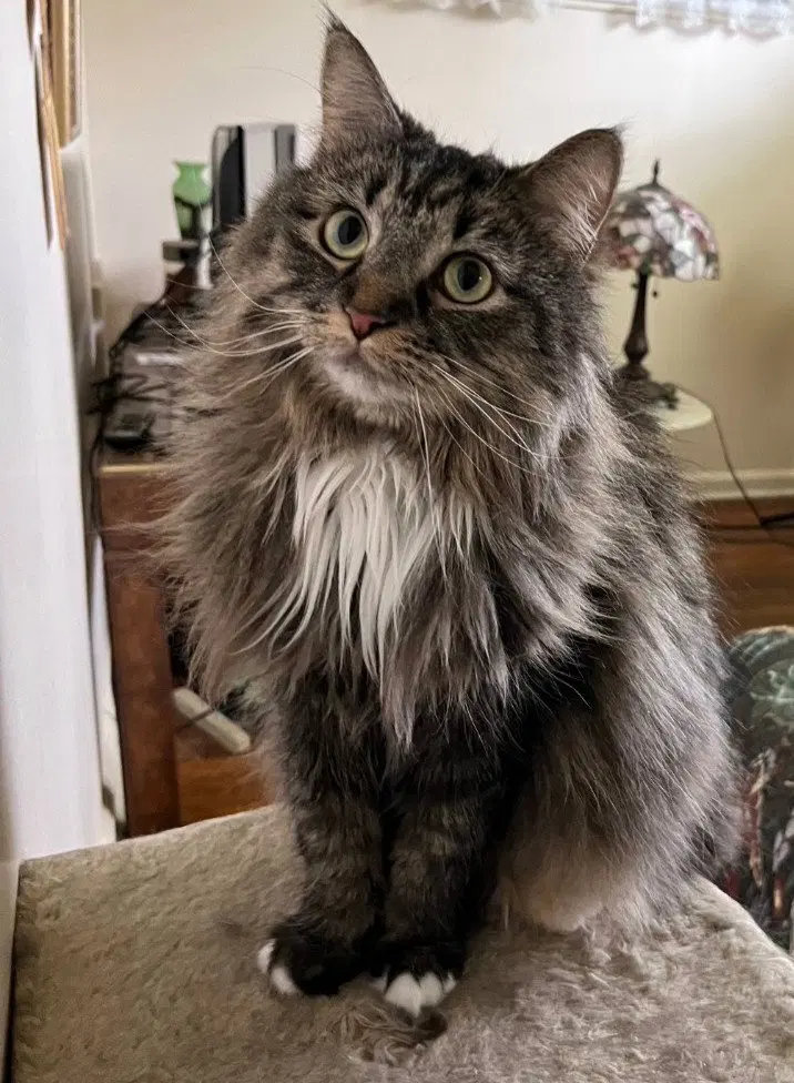 Mitsy, an adult female cat up for adoption