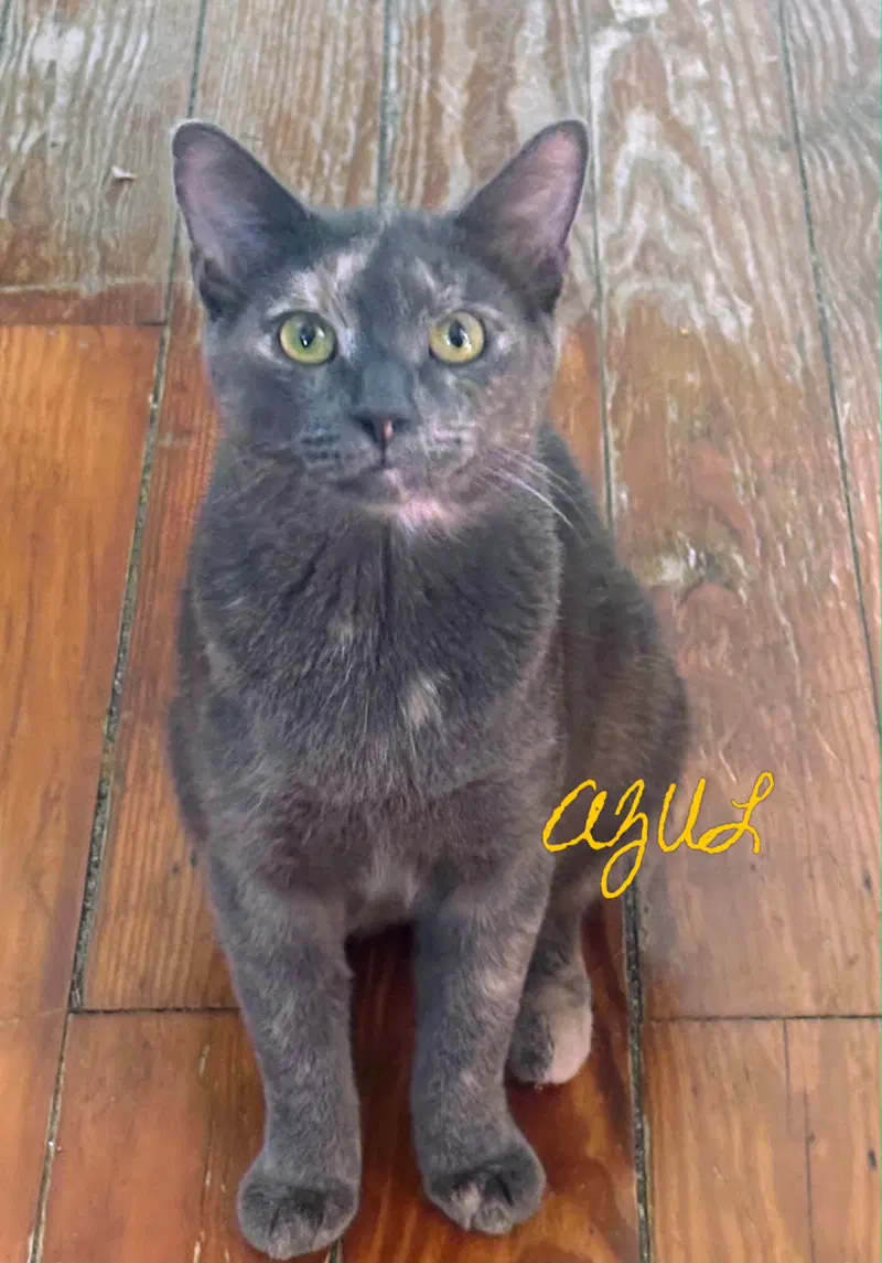 Azul, a young female cat up for adoption