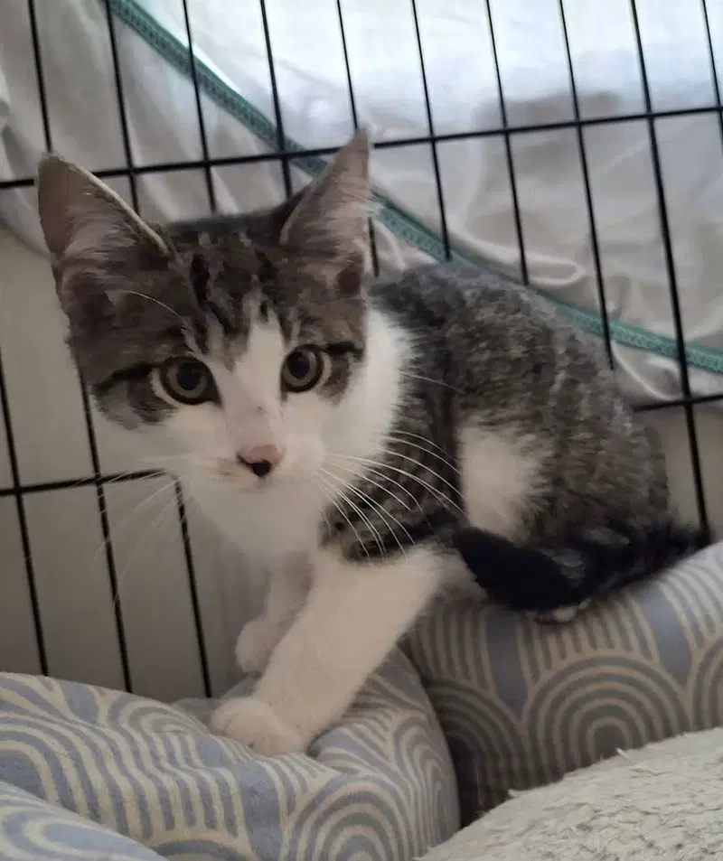 Boo, a male kitten up for adoption