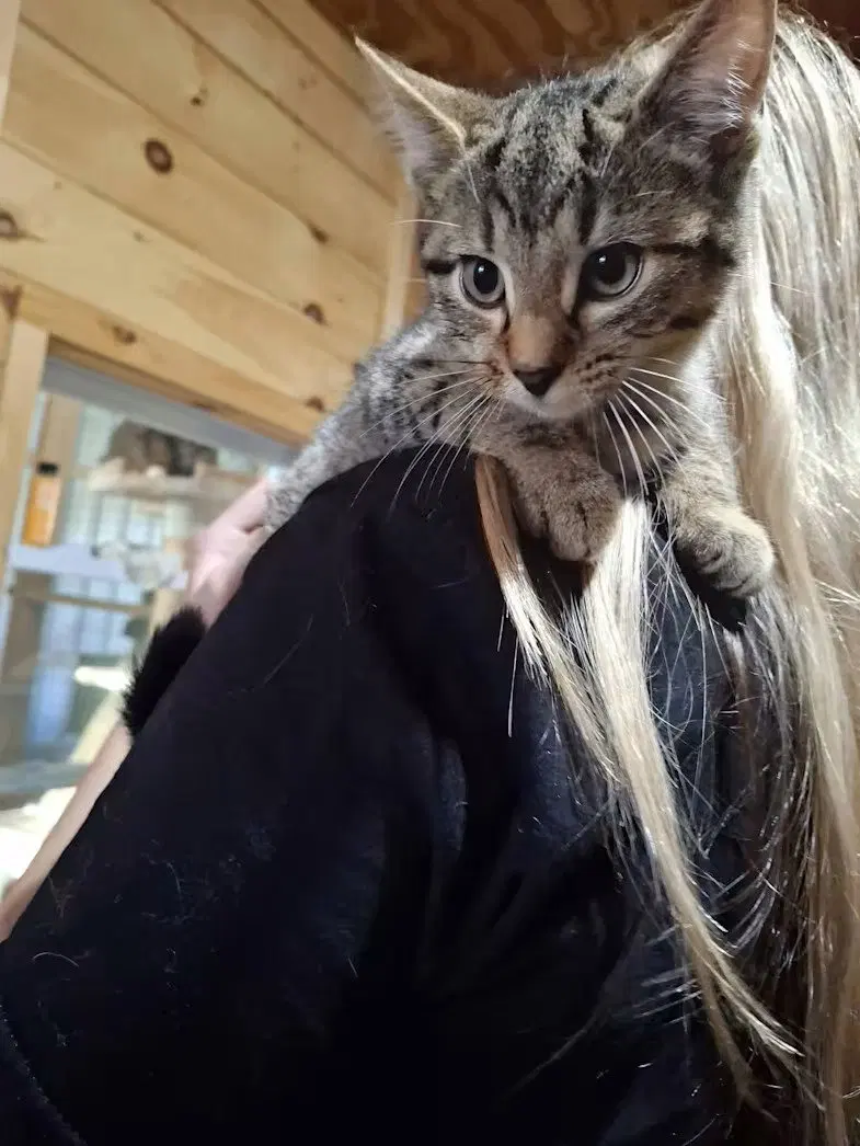 Crackerjack, a male kitten up for adoption