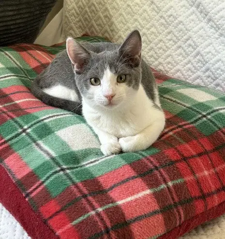Goose, a male kitten up for adoption
