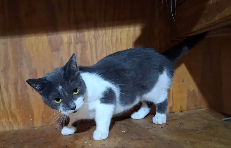 Grace, a young cat up for adoption
