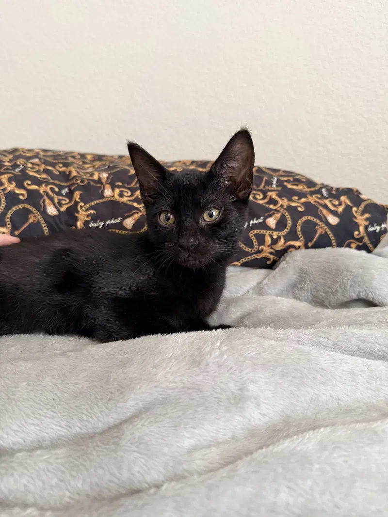 Sheetz, a male kitten up for adoption