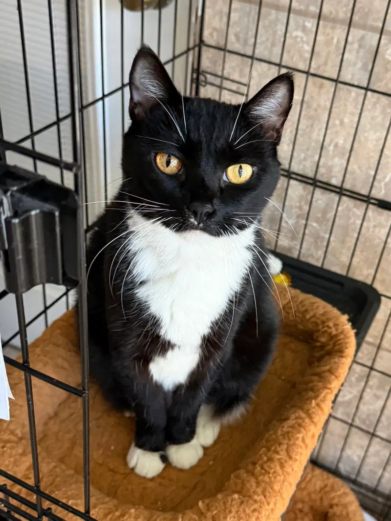 Moonrain, a female cat up for adoption