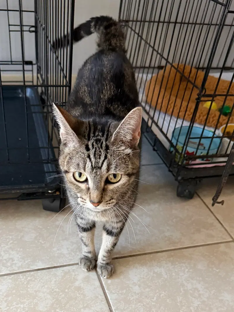 Silverstorm, a female cat up for adoption