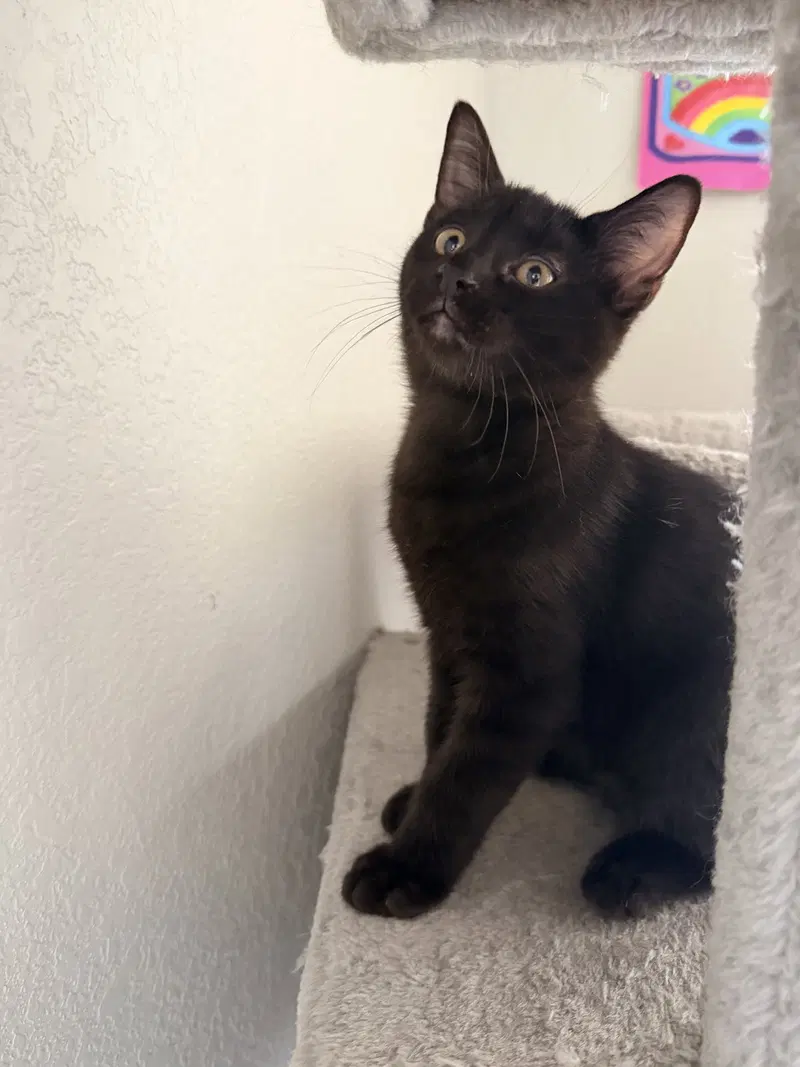 Bucees, a male kitten up for adoption