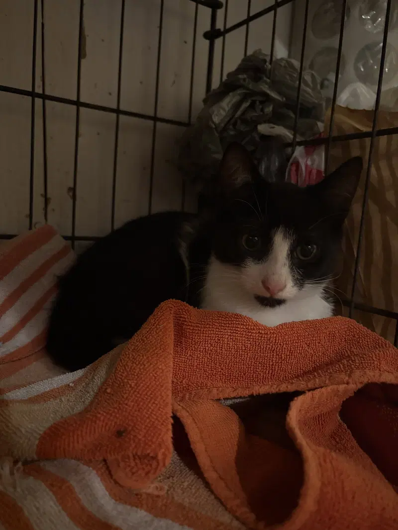 Cheddar, photo 5