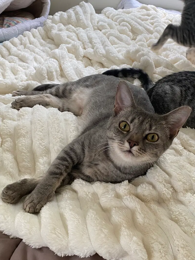 Molly, an adult female Tabby cat up for adoption