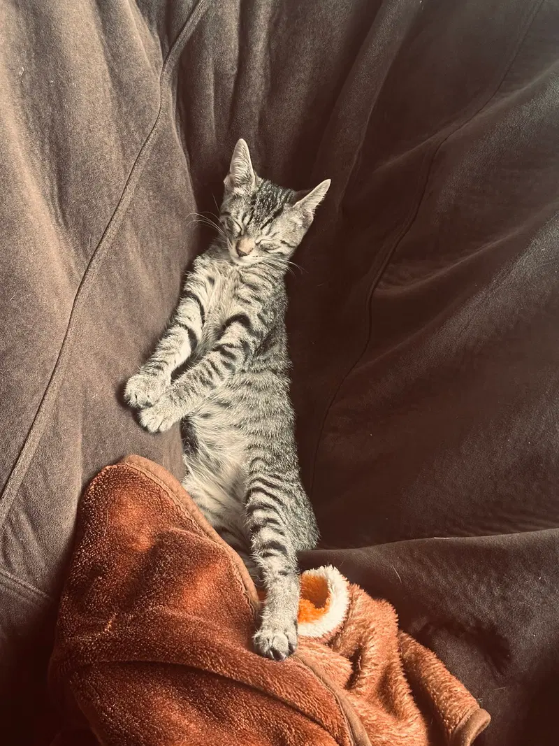Muffin, photo 6