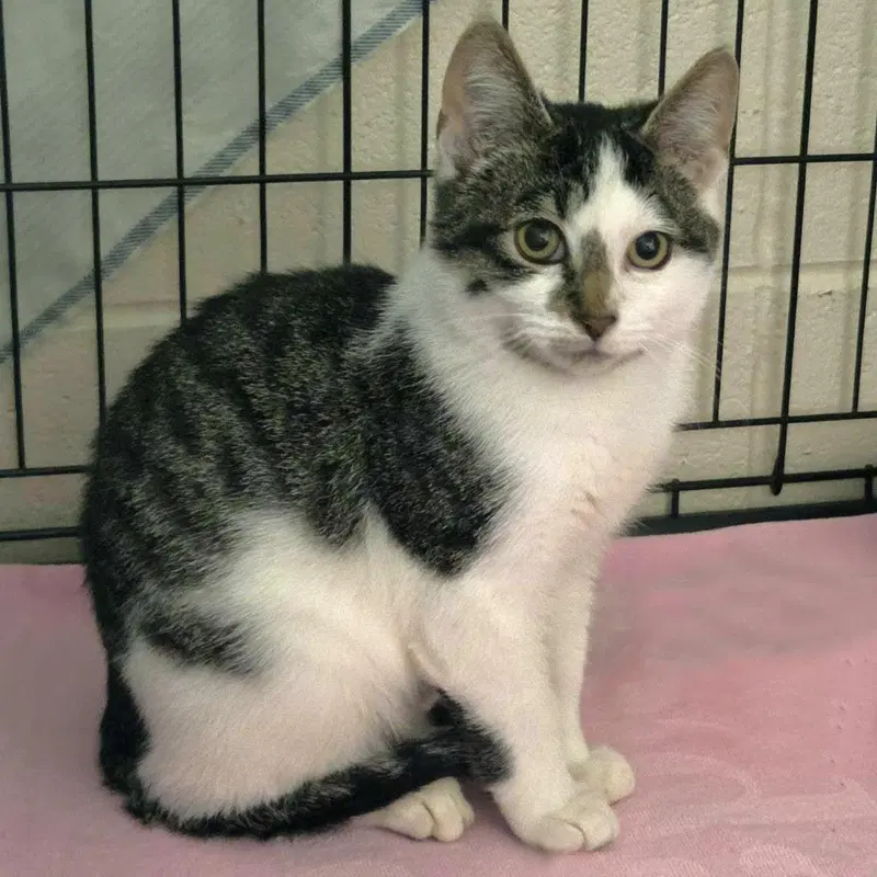 Zucchini, a male kitten up for adoption