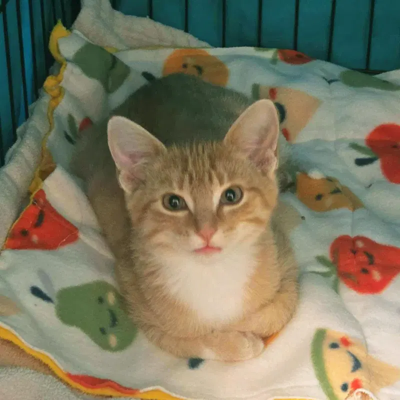 Fang, a male kitten up for adoption