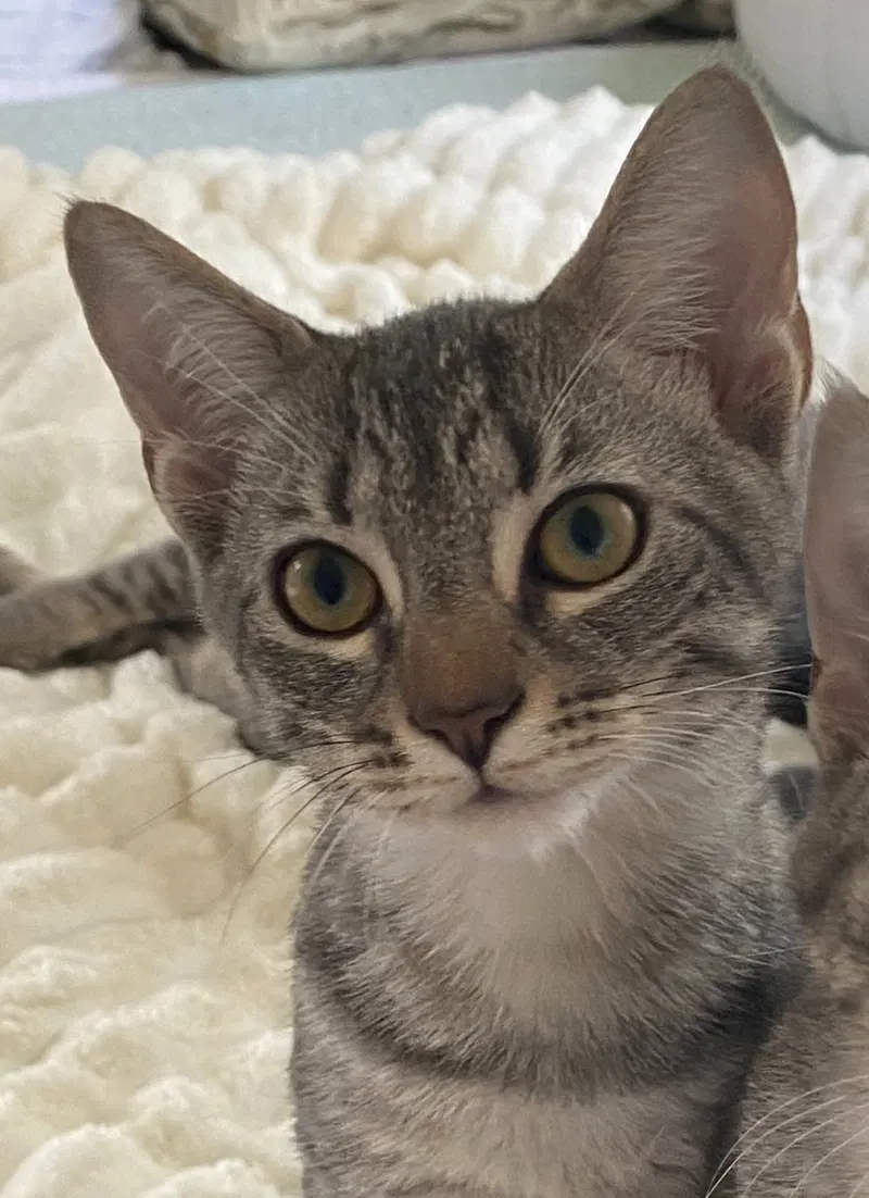 Maverick, a young male Tabby cat up for adoption