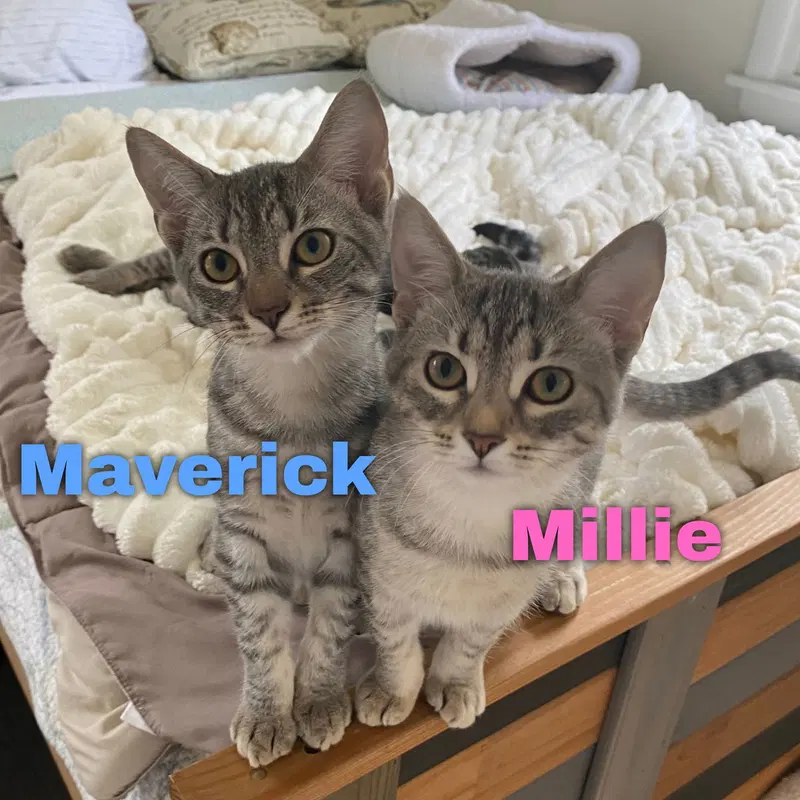 Maverick, photo 4