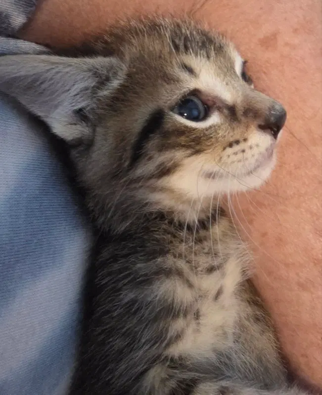 Wellesley, a male kitten up for adoption