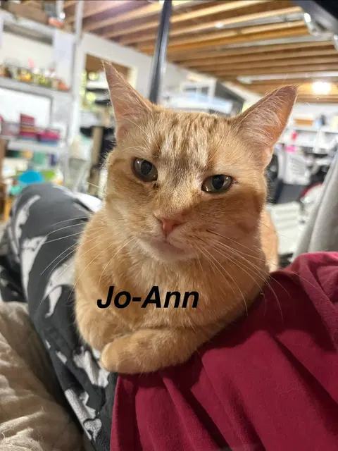 Watch the video of Jo-Ann