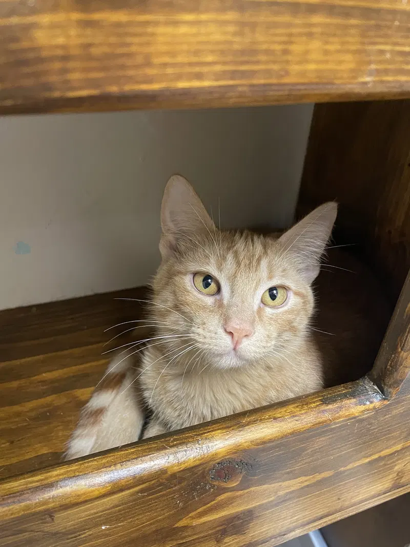 Fred, a male kitten up for adoption