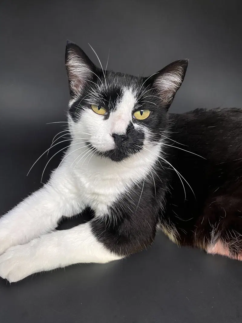 Ivy, an adult female cat up for adoption