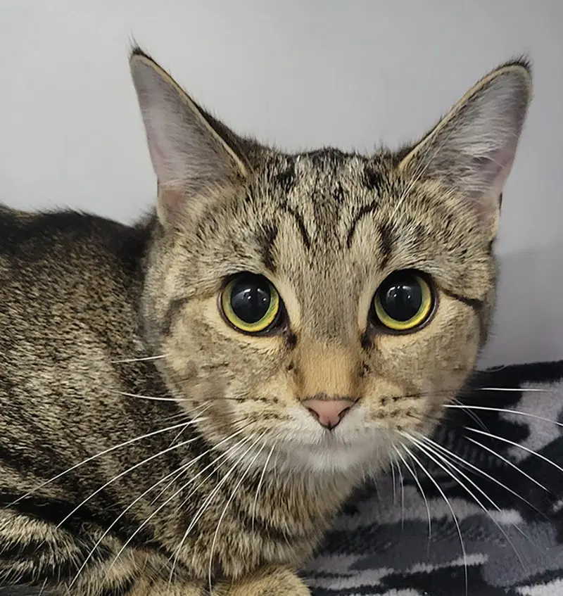 Parcel, an adult female Tabby cat up for adoption