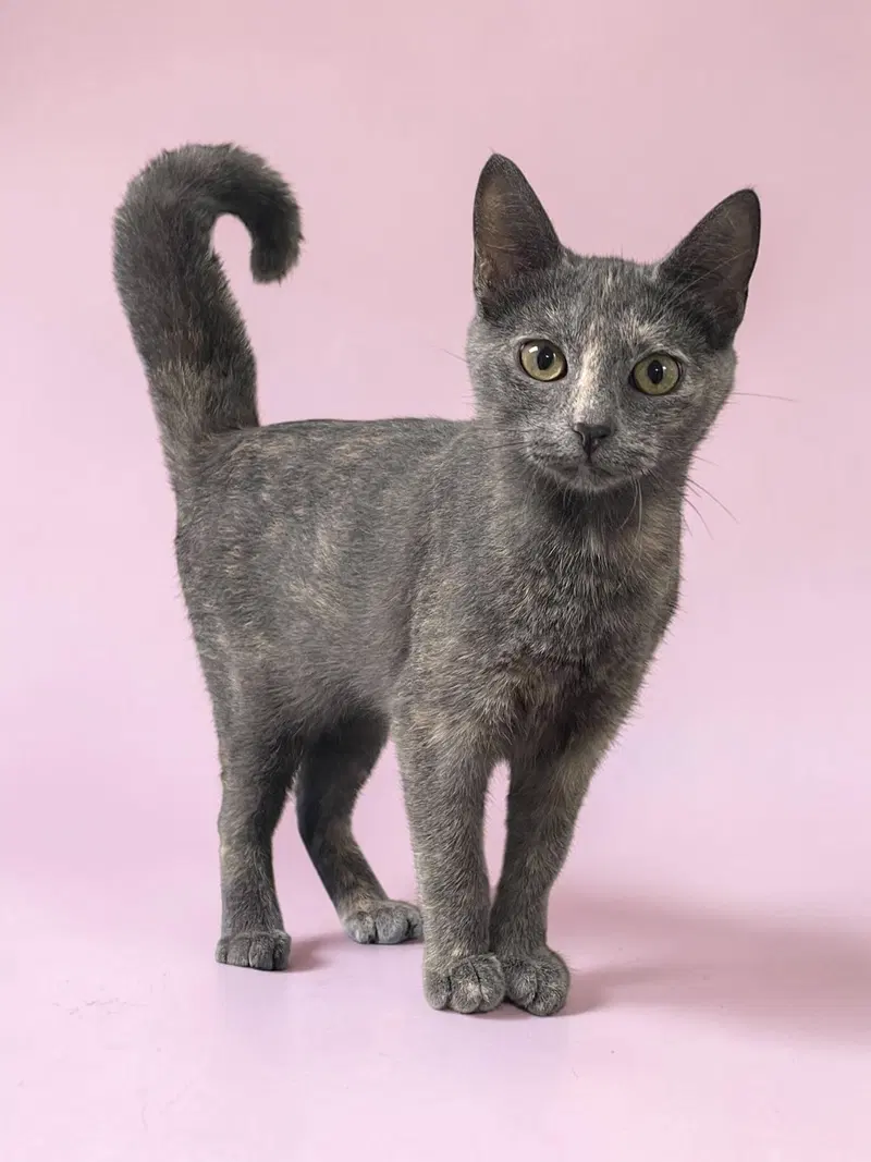 Lilly, a female kitten up for adoption