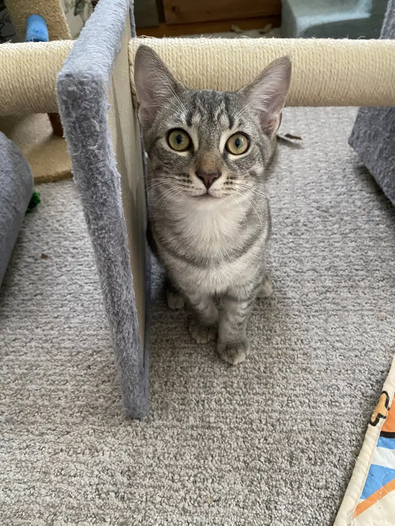Millie, photo 2