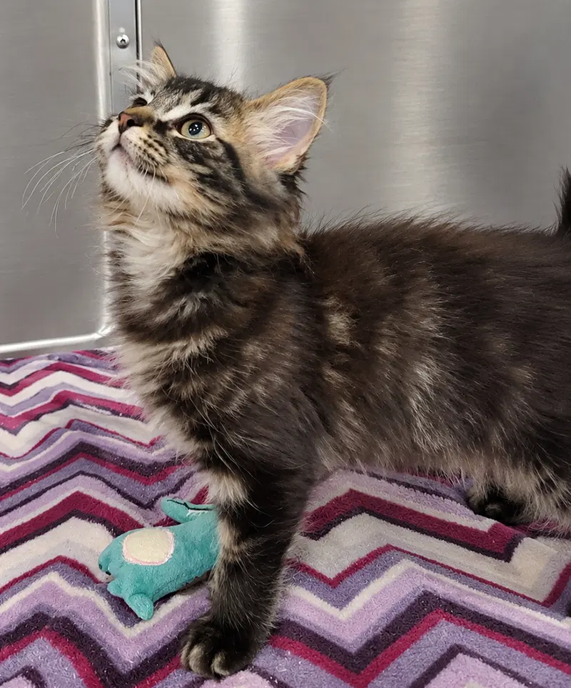 Kitten Tidal, photo 3