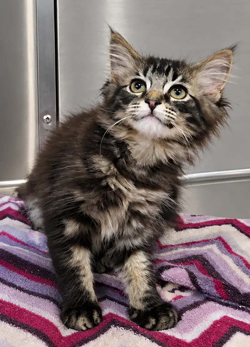 Kitten Tidal, photo 4