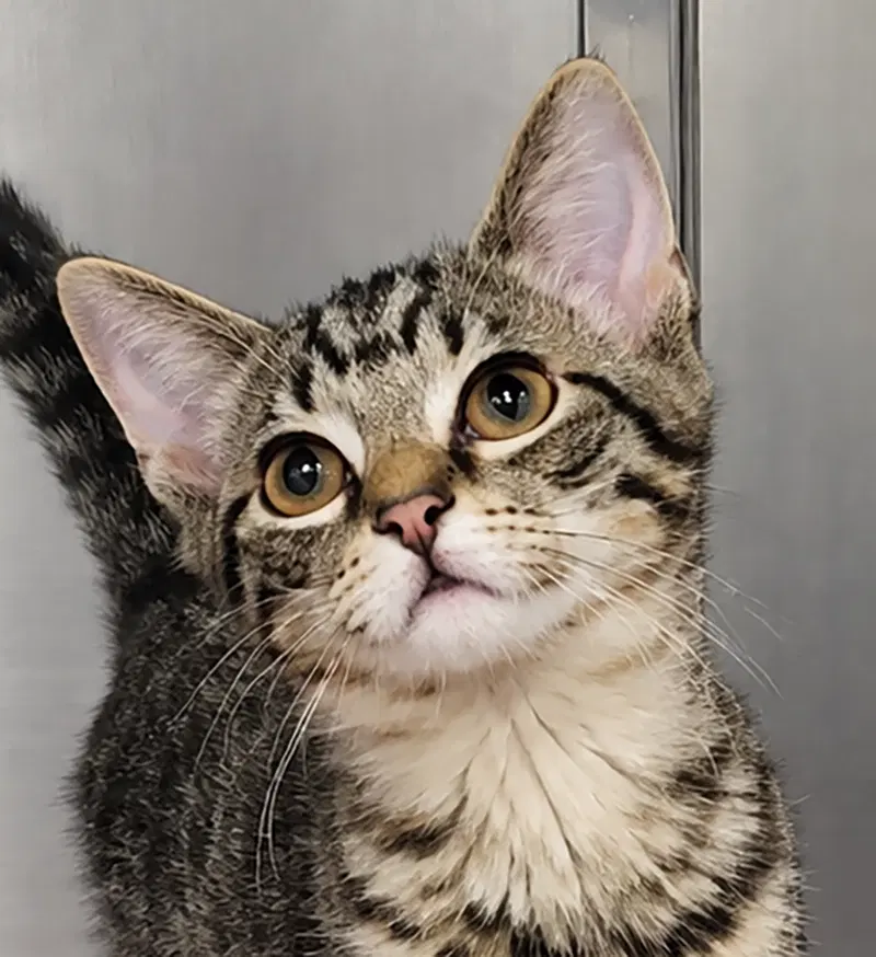 Kitten Wave, a female Tabby kitten up for adoption