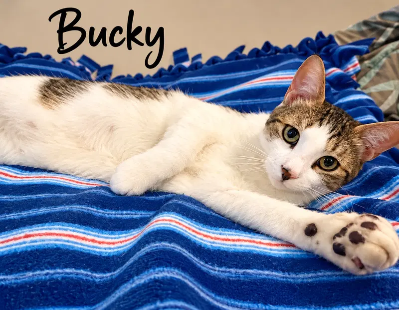 Bucky, photo 3