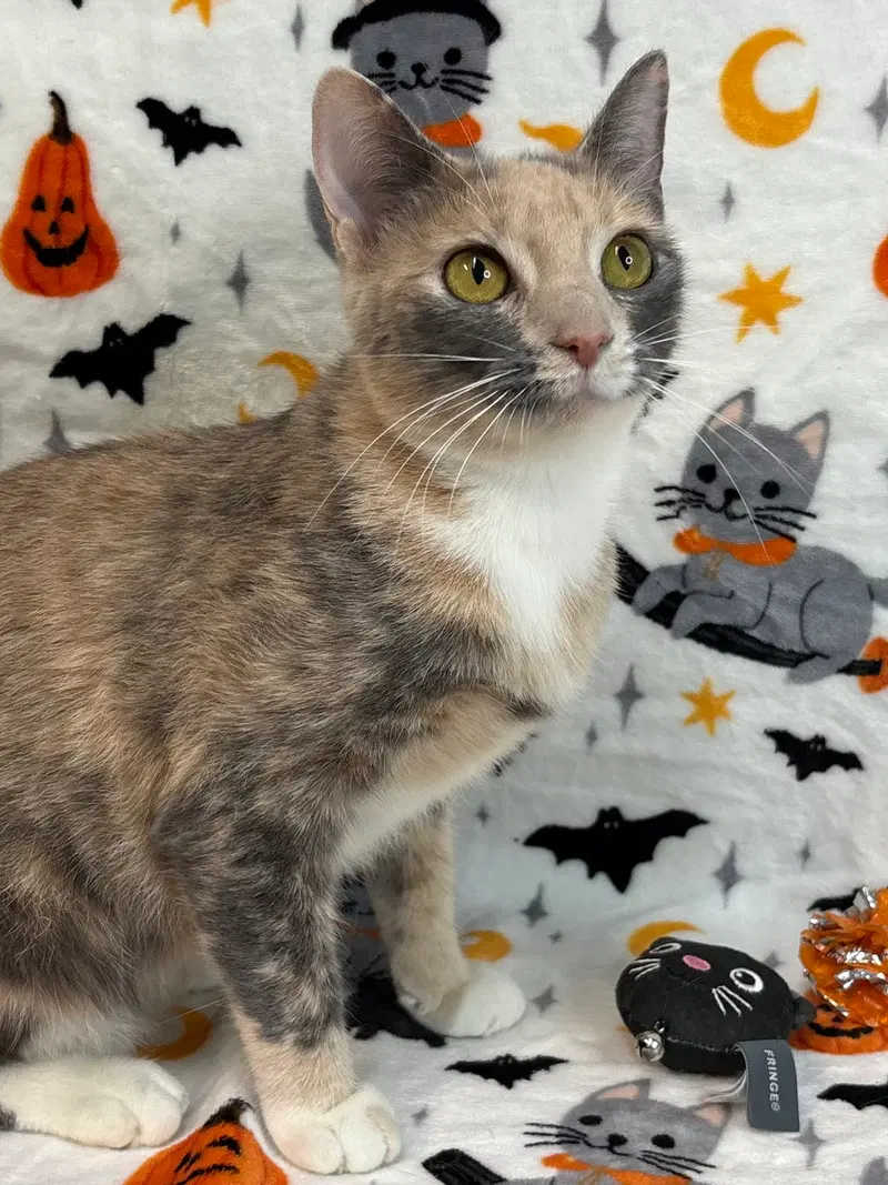 Sandra, an adult female cat up for adoption