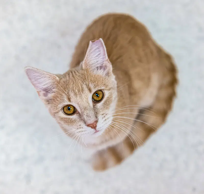 Kirby, an adult male cat up for adoption