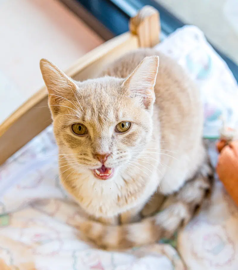 Conan, a young male cat up for adoption