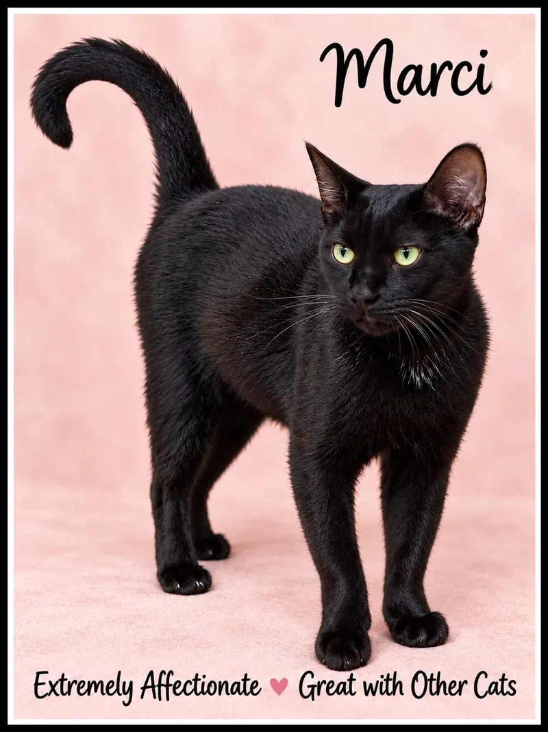 Marci w/ Melissa, a young female cat up for adoption