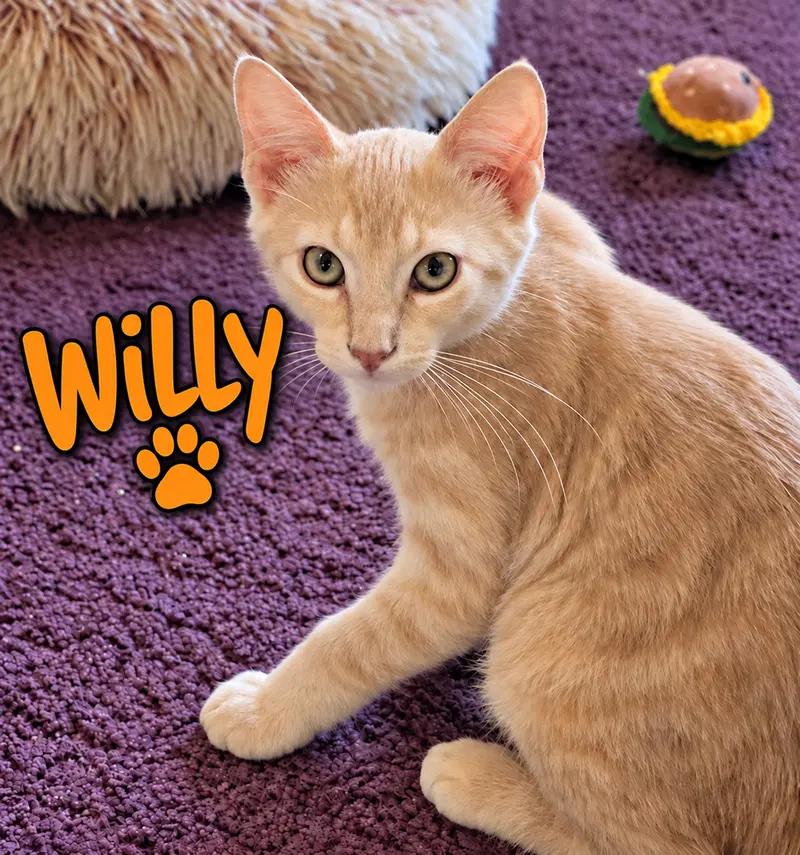 Willy, a young male Tabby cat up for adoption