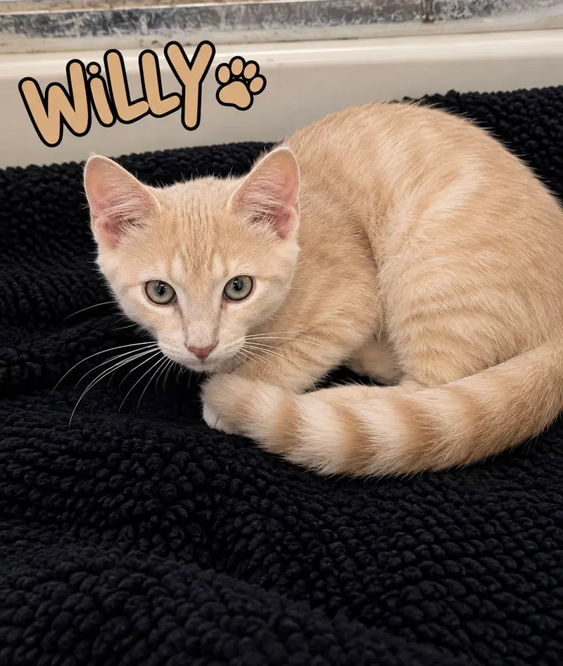Willy, photo 2