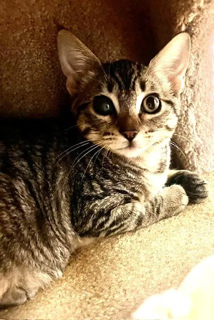 Kitten Elody, a female kitten up for adoption