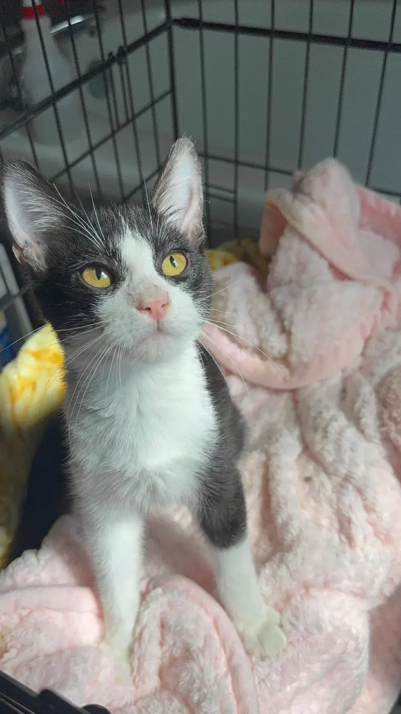 Hiccup, a young male Tuxedo cat up for adoption