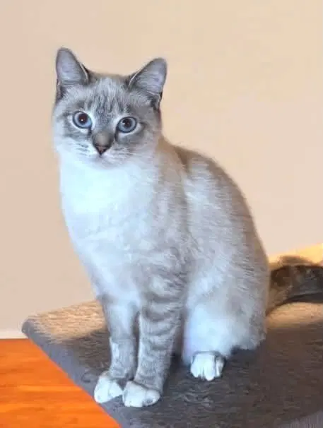 Lily, a young female Snowshoe cat up for adoption