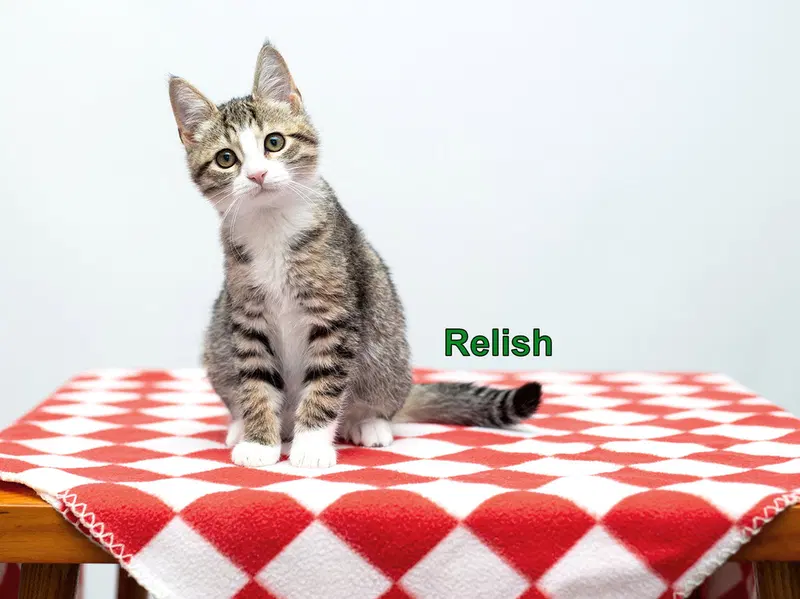 Relish, a female kitten up for adoption